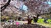 4k Central Park Nyc Beautiful Spots For Peak Bloom In Central Park New York City Apr 2023