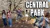 New York City Walking Tour 4k Cherry Blossom Spring Walk In Central Park