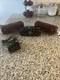 Pre War Lionel 318 Train Set. New York Central Lines. Works Great