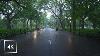 Walking In The Rain Central Park New York Binaural Rain Umbrella And Nature Sounds For Sleep