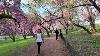 Central Park New York City Cerisier En Fleurs 2025 4k