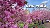 Les Plus Beaux Cerisiers En Fleurs De New York 2026 Promenade Printani&egrave;re Dans Central Park 4k