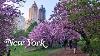 Nyc En Direct De Grand Central &agrave; Central Park : Promenade Matinale Des Cerisiers En Fleurs &agrave; Manhattan