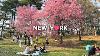Promenade De Printemps à New York En 4k : Central Park Et Upper East Side, Café Autrichien Sabarsky En Mars 2024