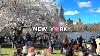 Promenade Printanière à New York En 4k: Pic De Floraison Des Cerisiers En Fleurs à Central Park Le 7 Avril 2024